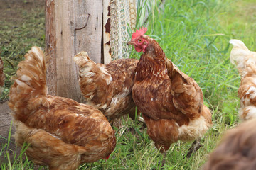 Rooster and chickens at a fence outdoors