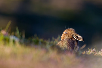 Wall Mural - Mountain Hare