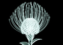 X-ray Image Of A Flower Isolated On Black , The Nodding Pincushi