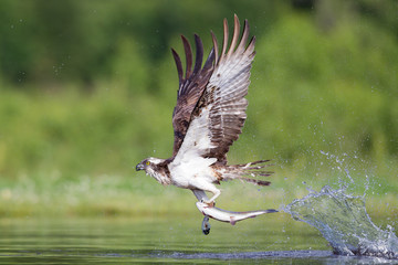 Wall Mural - Osprey hunting and fishing in Scottish loch