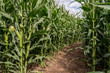 Corn field maze