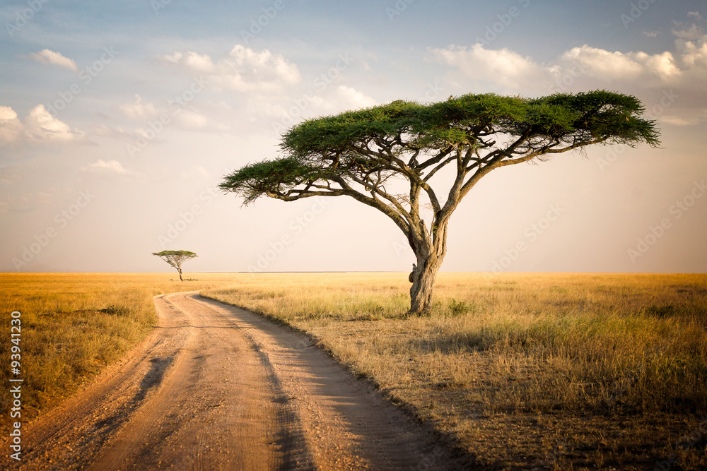 Afrykański krajobraz - Tanzania - obrazy, fototapety, plakaty 