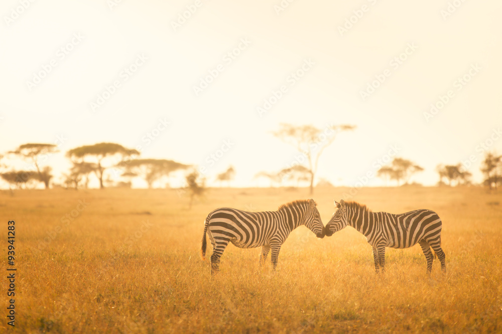 Zebra Love in the Serengeti - obrazy, fototapety, plakaty 