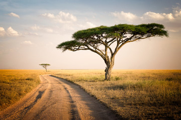 african landscape - tanzania