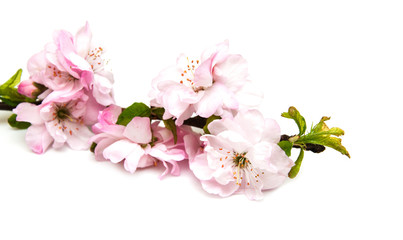 Wall Mural - Sakura blossom