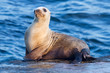 Seals in Children Pool, Point Mencinger, La  Jolla
