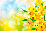 lily flowers