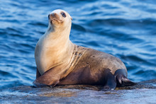 Seals In Children Pool, Point Mencinger, La  Jolla