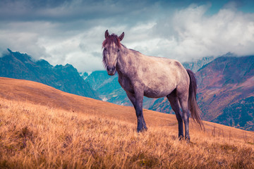 Lonely horse on the background of the Caucasus Mountains