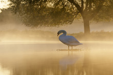 Mute Swan At Sunrise