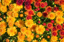 Autumn Mums Or Chrysanthemums Flower Background