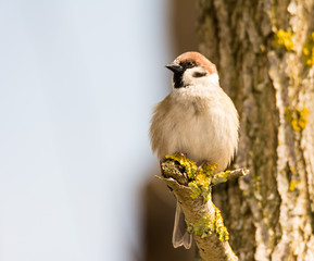 Sparrow sitting on a tree branch