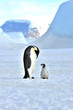 Emperor Penguin with chick