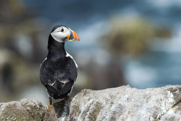 Wall Mural - Puffins