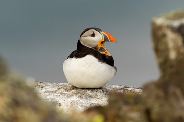 Wall Mural - Puffins