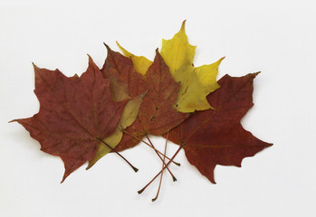 beautiful maple leaves