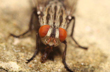 Fly insect