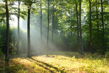 Naklejka natura las krajobraz wieś słońce