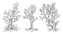 Set Of Hand Drawn Trees