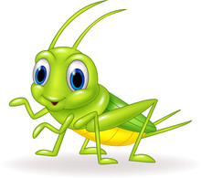 Cartoon Cute Green Cricket Isolated On White Background