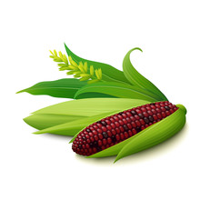 Cobs Of Red Colourful Indian Corn On White Background