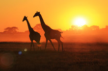 Giraffe Sunset - Walking Under The Majestic Sun