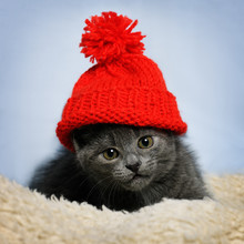 Kitten In A Red Hat