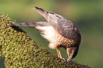 Wall Mural - Sparrowhawk