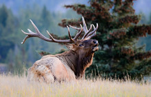 Bugling Bull Elk Laying Down