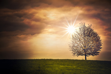 Canvas Print - Herbstlicher Baum mit Sonnenstrahlen