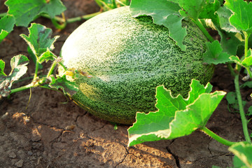 Sticker - Pumpkin growing in garden