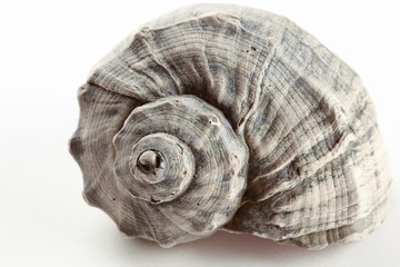 snail shell