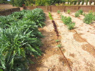 Poster - artichoke,lettuce and broad beans with drip irrigation