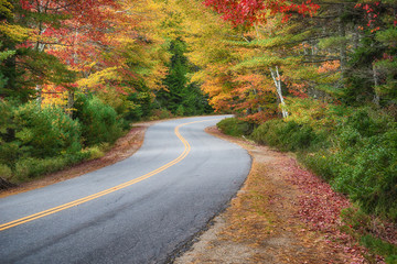 Wall Mural - winding road curves through autumn trees in new england