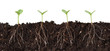 Seedlings and Roots Cutaway - Several seedlings growing in dirt cutaway view showing roots.
