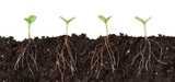 Fototapeta Natura - Seedlings and Roots Cutaway - Several seedlings growing in dirt cutaway view showing roots.