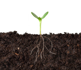 Cross-section Cutaway of a Plant Growing in Dirt Against a White Background.