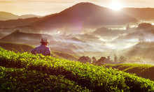 Farmer At Tea Plantation In Malaysia Concept