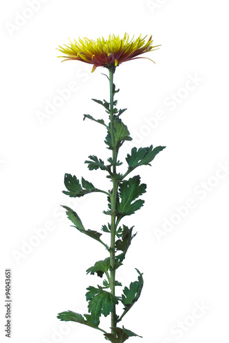 flower  green  chrysanthemum