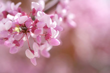 
Redbud Tree Isolated In Spring Blooming With Flowers And A Bee