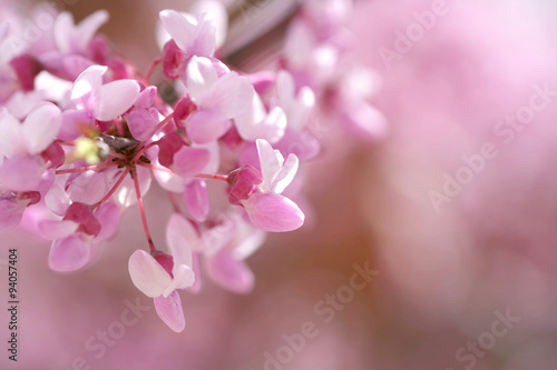 Fotografie, Obraz Redbud tree isolated in spring blooming with flowers and a bee