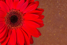 Red Chrysanthemum Flower With Orange Speckle Background