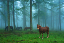 Young Horse In Foggy Forest