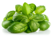 Fresh Green Leaf Basil. Isolated On White Background
