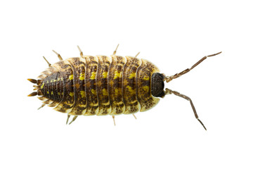 woodlouse