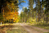 Fototapeta  - Autumn forest road