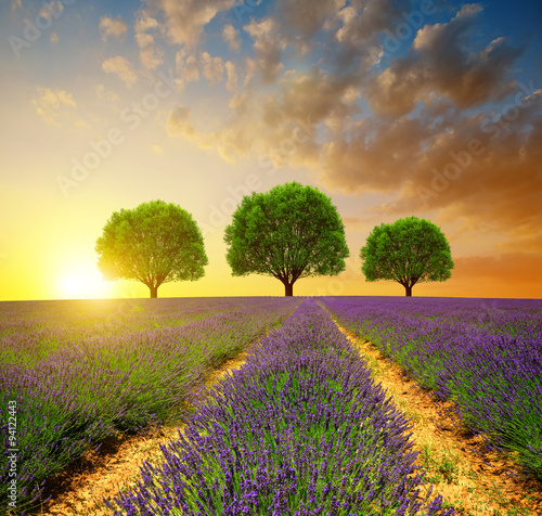 Naklejka ścienna Lavender fields in Provence at sunset - France, Europe.