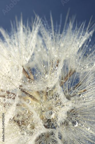 Nowoczesny obraz na płótnie Close-up of dandelion with drops