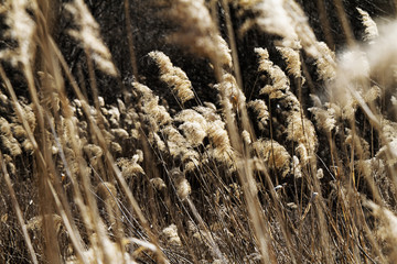 Wall Mural - Dry plant