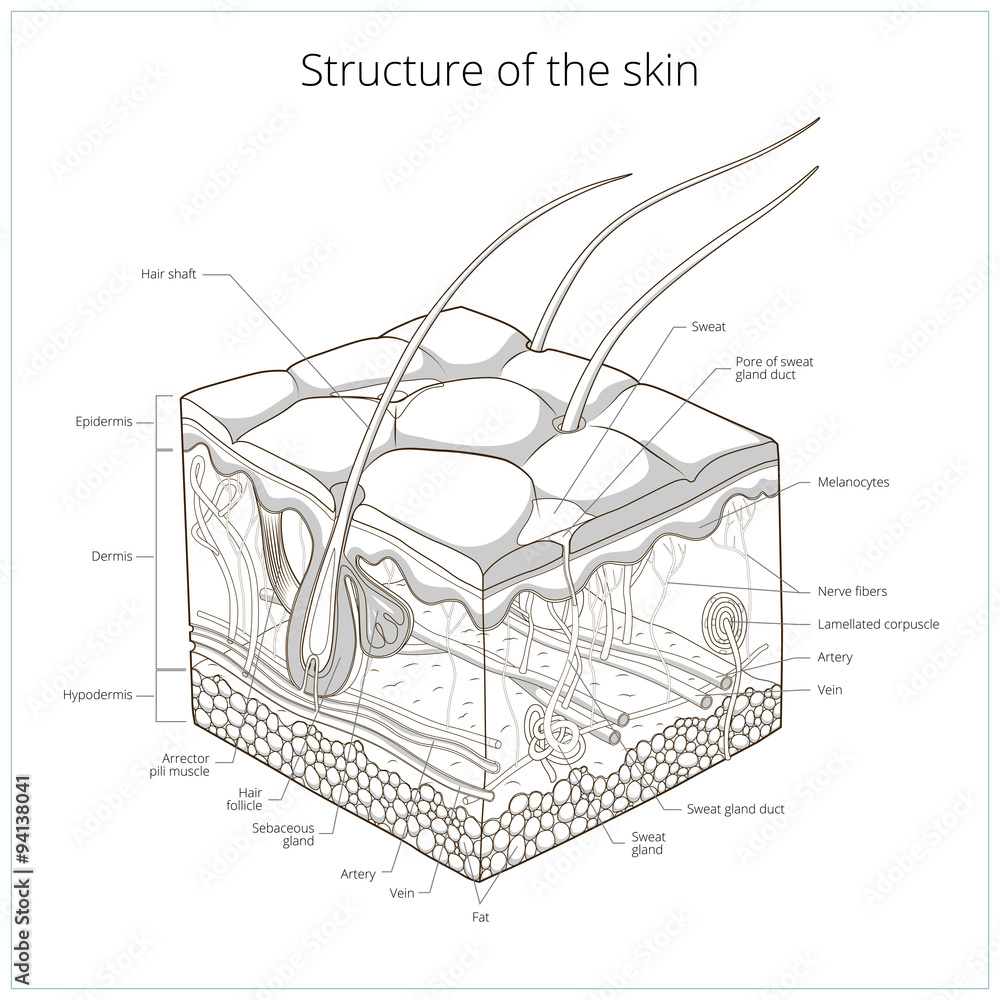 Skin structure vector illustration Stock Vector | Adobe Stock